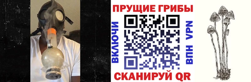 Псилоцибиновые грибы мицелий  Видное 